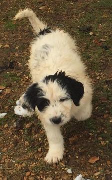 Medium Photo #1 Pyredoodle Puppy For Sale in LIBERTY, MS, USA