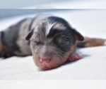 Small #3 Miniature Australian Shepherd