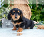 Puppy Emerald Dachshund