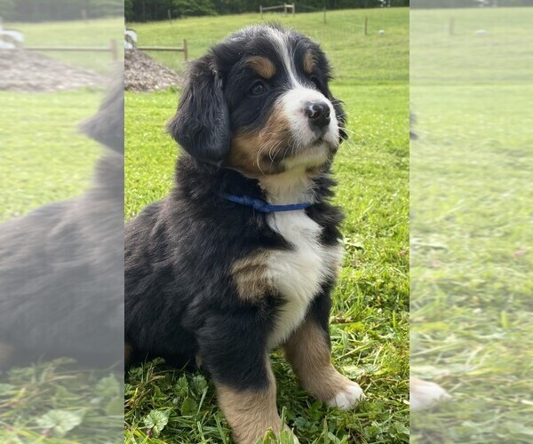 Medium Photo #1 Bernese Mountain Dog Puppy For Sale in BRIDGEPORT, WV, USA