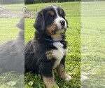 Image preview for Ad Listing. Nickname: Litter of 9