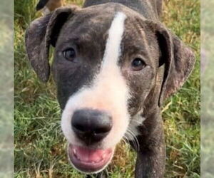 Mutt Dogs for adoption in Canton, CT, USA