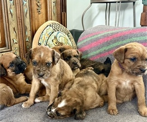 Boxer-Poodle (Standard) Mix Puppy for Sale in WEST POINT, Virginia USA