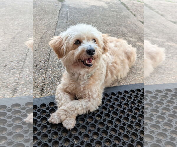 Medium Photo #4 Shih Tzu-Unknown Mix Puppy For Sale in Missouri City, TX, USA