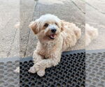 Small #3 Shih Tzu Mix