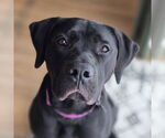 Small #11 American Pit Bull Terrier Mix