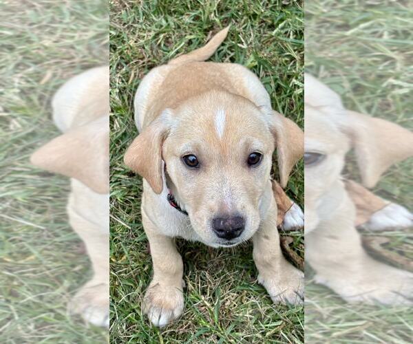 Medium Photo #1 Labrador Retriever-Unknown Mix Puppy For Sale in Mechanicsburg, PA, USA