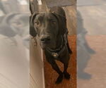 Small #3 Great Dane
