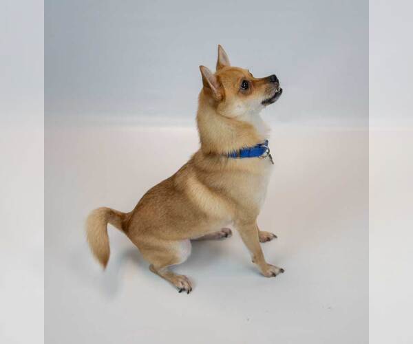 Medium Photo #3 Chihuahua-Unknown Mix Puppy For Sale in Kennesaw, GA, USA