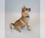 Small #2 Chihuahua Mix