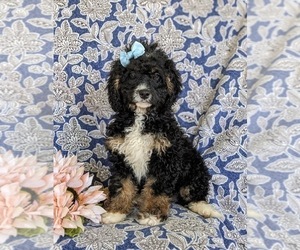 Miniature Bernedoodle-Poodle (Miniature) Mix Puppy for sale in OXFORD, PA, USA