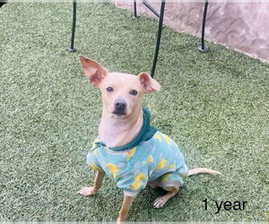Miniature Pinscher-Unknown Mix Dogs for adoption in Escondido, CA, USA