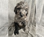 Puppy Dill Goldendoodle