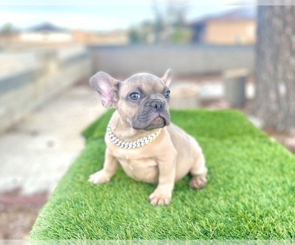 Medium Photo #10 French Bulldog Puppy For Sale in DETROIT, MI, USA