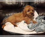 Small Photo #12 Cavapoo Puppy For Sale in COPPERAS COVE, TX, USA