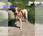Small Brittany