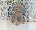 Small Photo #35 Weimaraner Puppy For Sale in LEWISBURG, KY, USA