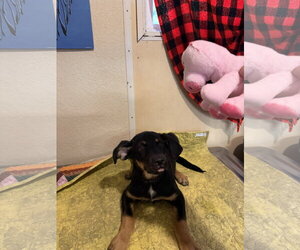Manicotti - Male German Shepherd Dog-Unknown Mix Dog for Adoption - Photo #4
