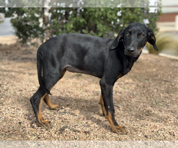 Medium Photo #8 Doberman Pinscher-Labrador Retriever Mix Puppy For Sale in PIPE CREEK, TX, USA