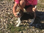 Small Photo #1 Beagle Puppy For Sale in HITCHCOCK, TX, USA