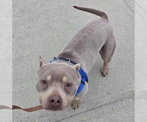 Mutt Dogs for adoption in Boston, MA, USA