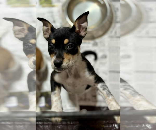 Medium Photo #3 Rat Terrier-Unknown Mix Puppy For Sale in SHERBURNE, NY, USA