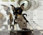 Small #2 Rat Terrier Mix