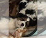 Small Photo #9 Cavachon Puppy For Sale in OLYMPIA, WA, USA
