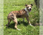 Small #2 Catahoula Leopard Dog Mix