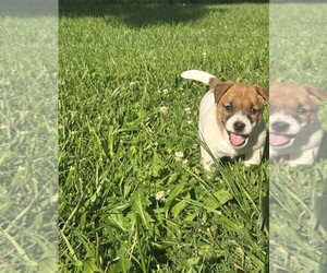 Jack Russell Terrier Puppy for sale in REDFIELD, KS, USA
