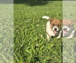 Small Jack Russell Terrier