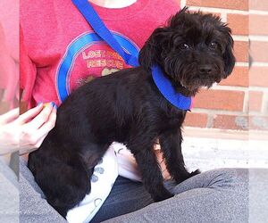 Maltese Dogs for adoption in Carrollton, TX, USA