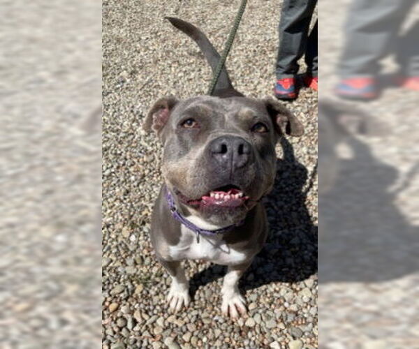 Medium Photo #9 American Staffordshire Terrier-Bulldog Mix Puppy For Sale in Ventura, CA, USA