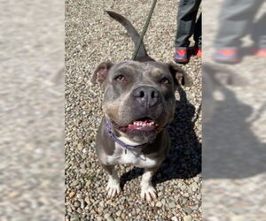 Chula - Female American Staffordshire Terrier-Bulldog Mix Dog for Adoption - Photo #9