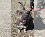 Small #8 American Staffordshire Terrier-Bulldog Mix