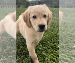 Golden Retriever Puppy for sale in FRANKLIN, IN, USA