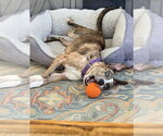 Small #2 Catahoula Leopard Dog Mix