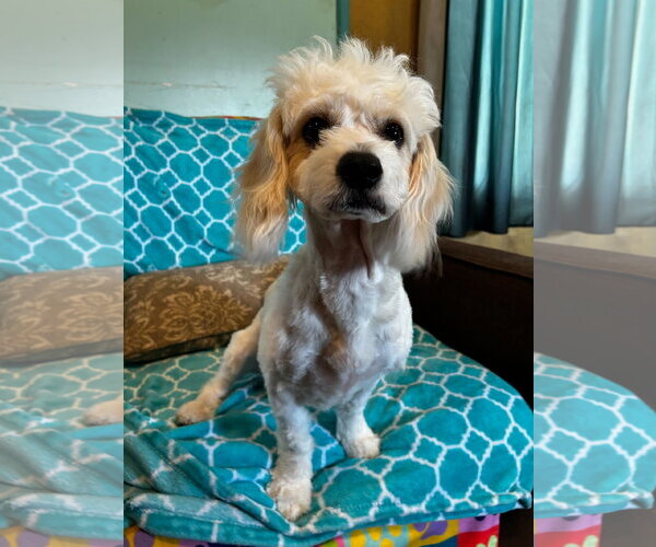 Medium Photo #5 Shih-Poo Puppy For Sale in Pacolet, SC, USA