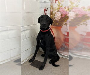 Labrador Retriever-Unknown Mix Dogs for adoption in San Bernardino, CA, USA