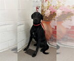 Small Labrador Retriever Mix