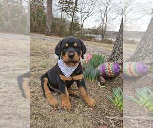Rottweiler Puppy for sale in CAMDENTON, MO, USA