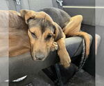 Small #1 German Shepherd Dog Mix