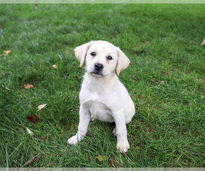 Labrador Retriever Puppy for sale in SYRACUSE, IN, USA