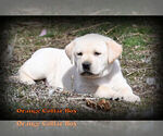 Small Photo #2 Labrador Retriever Puppy For Sale in HAMILTON, MT, USA