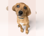 Small Photo #1 Labbe Puppy For Sale in Rockville, MD, USA