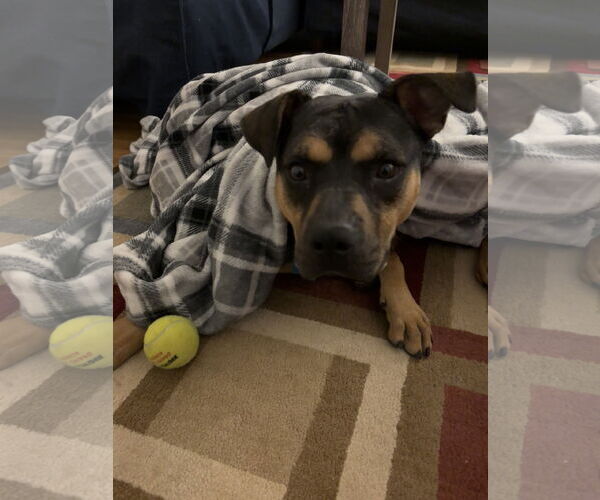 Medium Photo #6 Mutt Puppy For Sale in Plainfield, IL, USA