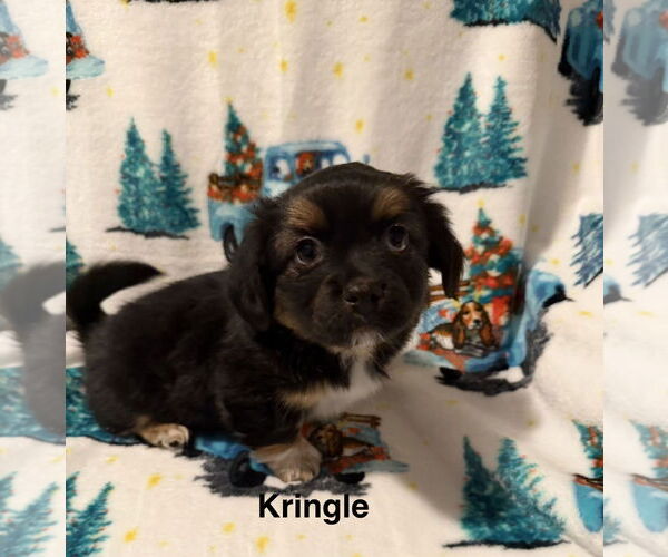 Medium Photo #1 Colonial Cocker Spaniel-Unknown Mix Puppy For Sale in Colorado Springs, CO, USA