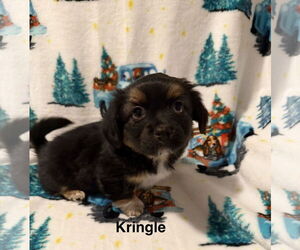 Colonial Cocker Spaniel-Unknown Mix Dogs for adoption in Colorado Springs, CO, USA