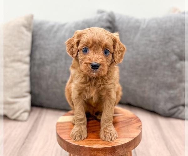 Medium Photo #2 Cavapoo (Miniature) Puppy For Sale in MILLERSBURG, OH, USA