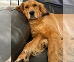 Small Photo #1 Golden Labrador Puppy For Sale in PORT ORANGE, FL, USA